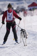 Lenk 2013